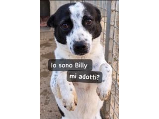 BILLY 5 ANNI 10 kg circa