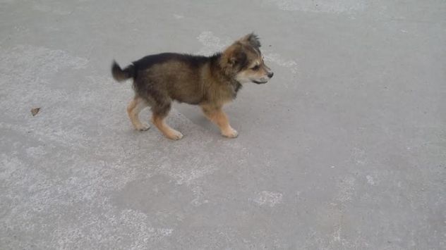 RUDY E DOUG, deliziosi cuccioli - Foto 2