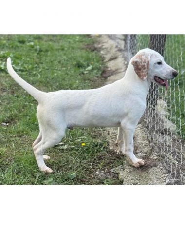 Spottydotty cucciolo dalle super orecchie