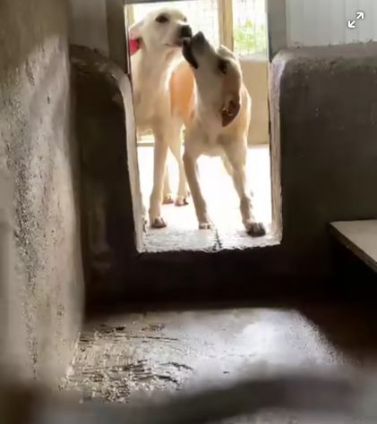JANNICH E CARLOS CUCCIOLI IN ADOZIONE - Foto 5