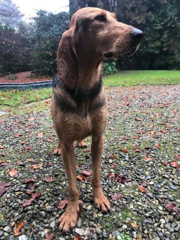 DRAGO, segugio italiano a pelo forte - Foto 5
