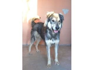 Seth bellissimo cucciolone in canile. In adozione