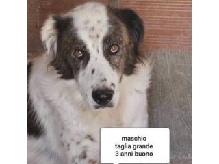 CANI IN ADOZIONE URGE AIUTARLI