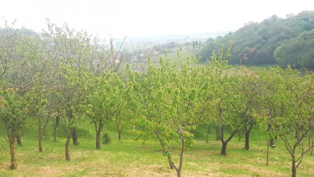 Seminativo in vendita a Castegnero - Foto 10