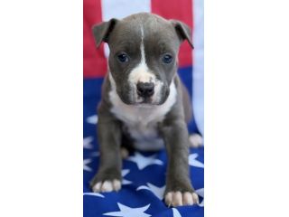 Amstaff cuccioli Blu