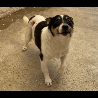 Pouf delizioso cagnolino in adozione