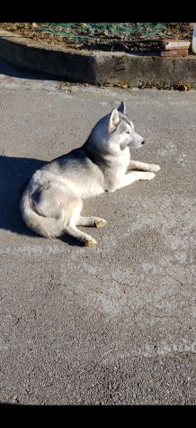 Cuccioli di Siberian Husky - Foto 4