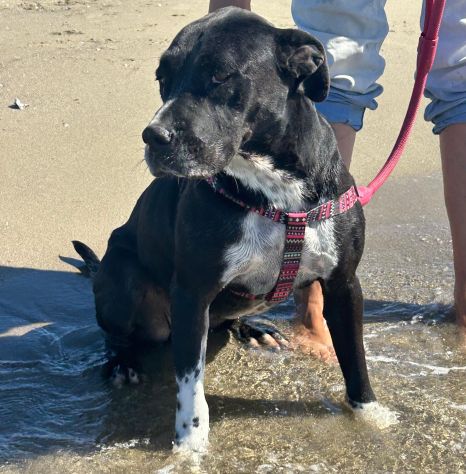 Sasha: giovane mix Amstaff. Adozione o stallo - Foto 10