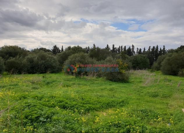 LOCOGRANDE – Terreno agricolo di 6.000 mq ca. Euro 15mila - Foto 2