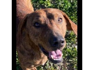 ODINO segugio maremmano certezza di dolcezza,  CAGNOLINO IN ADOZIONE