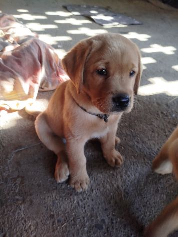 Cucciolo di Labrador Retriever - Foto 4
