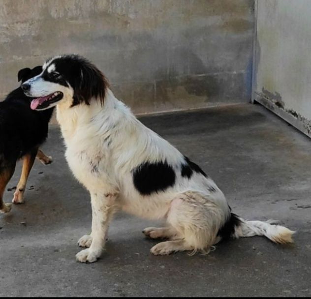 CANE IN ADOZIONE: PEGGY - Foto 6