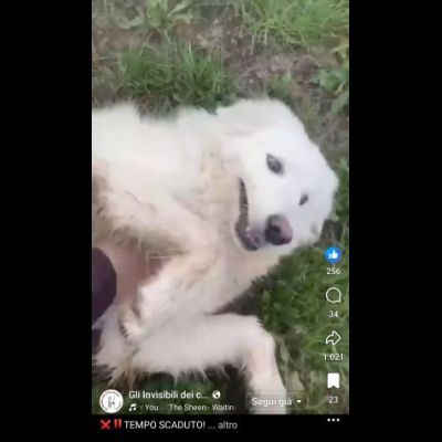 VANESSA DELIZIOSA NATA GIUGNO 2025 CANE IN ADOZIONE - Foto 2