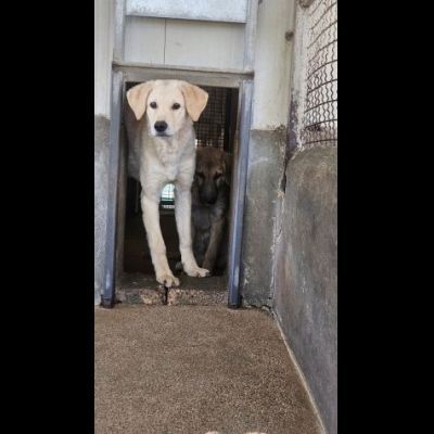 ETTORE L' OCCASIONE PER APRIRSI ALLA VITA CUCCIOLO IN ADOZIONE - Foto 6