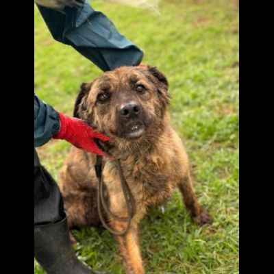 TOBY un mondo da scoprire, CANE IN ADOZIONE - Foto 5