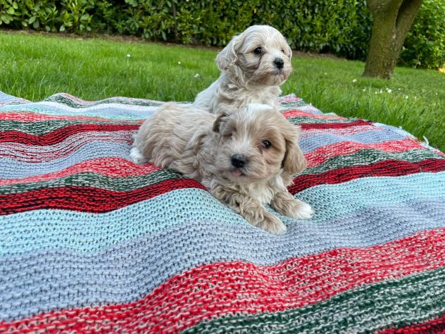 MALTIPOO - Foto 8