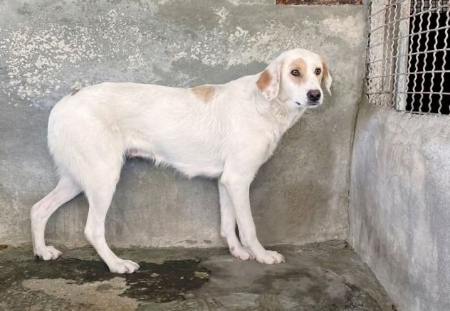 OLAF OLIMPIA CANI IN ADOZIONE DI COPPIA - Foto 2