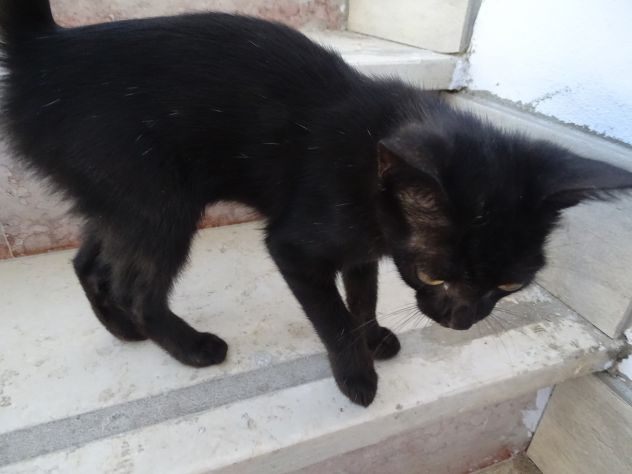 Gattina - Foto 7