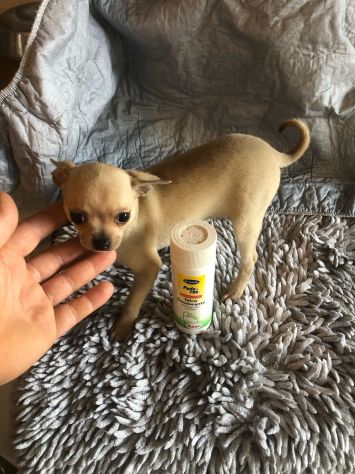 Tre cucciole chihuahua - Foto 3