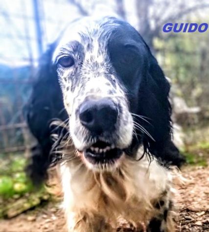 GUIDO 4anni vivace, buono, ama correre