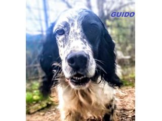 GUIDO 4anni vivace, buono, ama correre