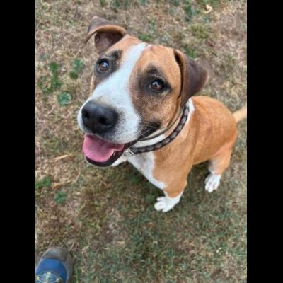 MALAWI, ADORABILE CAGNOLINA IN ADOZIONE - Foto 9