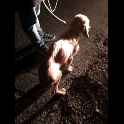 CHESTER SIMIL SPINOCINO CANE IN ADOZIONE TG MEDIO CONTENUTA - Foto 7