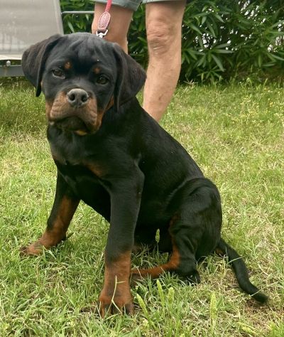 Vendesi cucciole femmine di Rottweiler - Foto 4