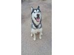 Aron husky