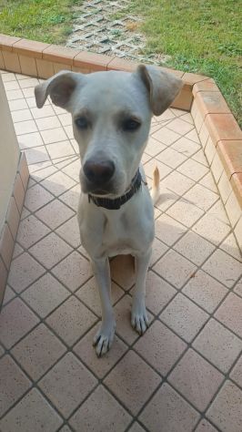 GANDALF, 1 ANNO E MEZZO LA FAMIGLIA NON LO VUOLE E PIU'! - Foto 3