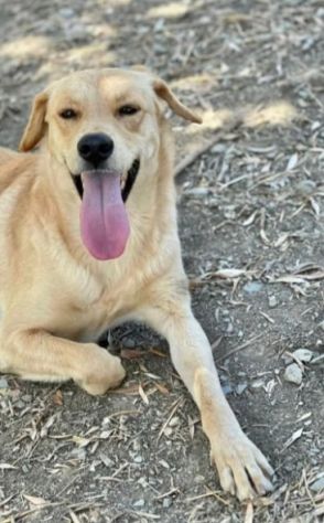 Giulio 3anni pelo chiaro tg media IL RIFUGIO CHIUDE! NAPOLI