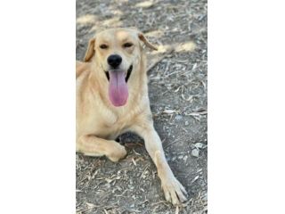 Giulio 3anni pelo chiaro tg media IL RIFUGIO CHIUDE! NAPOLI