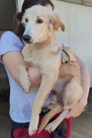 CUCCIOLO IN ADOZIONE: CECCO - Foto 9