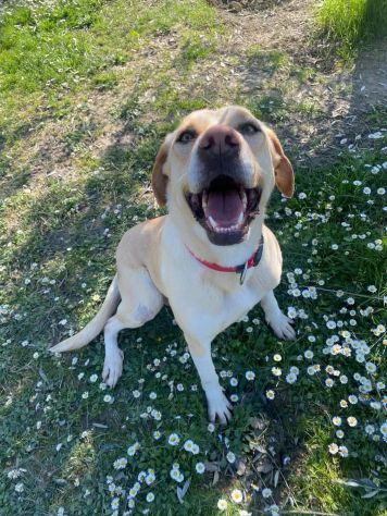 Lily 2 anni mix labrador - Foto 3