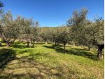 Magione vendesi terreno agricolo 9500 Mq