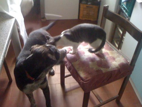 ARGO, dolcissimo molosso amico dei gatti - Foto 2