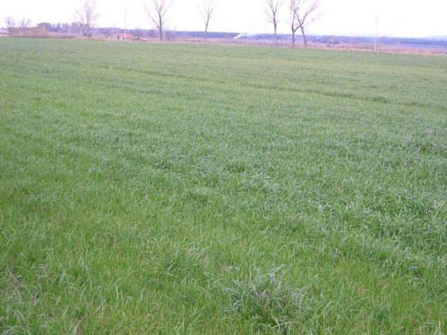 Terreno agricolo in vendita a Bolgheri - Castagneto Carducci 10000 mq  Rif: 776770