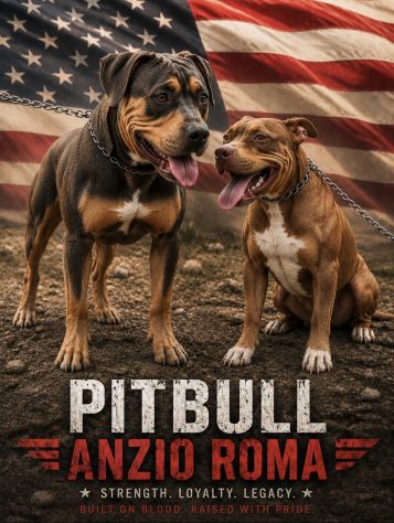 Pitbull cuccioli Tricolor - Foto 2