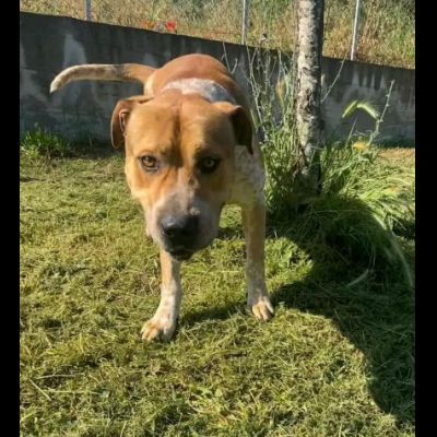 CASPER ALLERGRO E SOCIEVOLE; CANE IN ADOZIONE - Foto 8