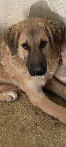 ANDROMACA CUCCIOLA IN ADOZIONE - Foto 7