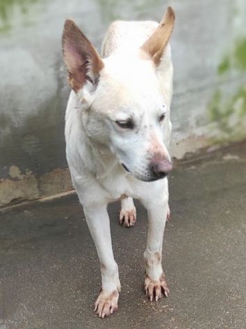 CANE DA ADOTTARE - Foto 10