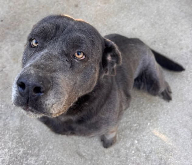 SAMANTHA CANE CORSO 3 ANNI Taglia grande - Foto 2