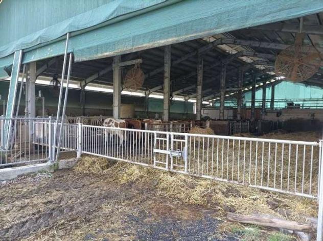 484/2024 U BS - fabbricato per l'allevamento di bovini - Foto 3