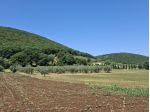 Uliveto produttivo - località Cocciano Guardea (TR)
