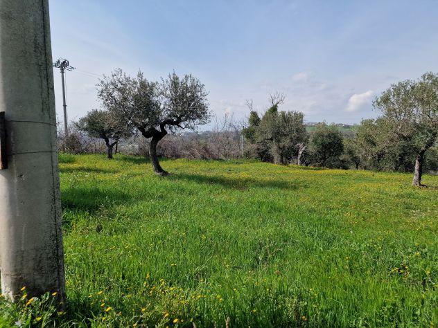 TERRENO EDIFICABILE AGRICOLO ROSCIANO - Foto 5