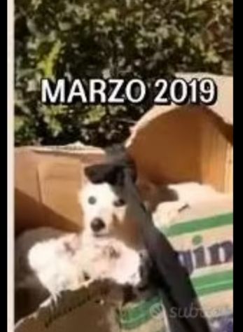 Mix Maremmano/Golden 6anni gli han tagliato coda ed orecchie da cuccioloCALABRIA - Foto 6