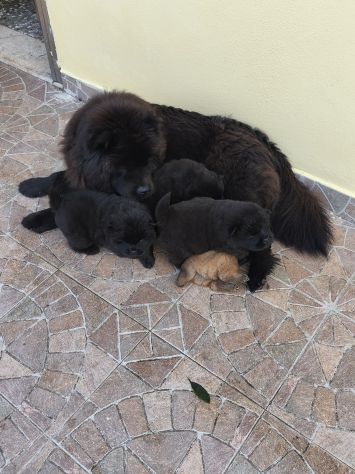 Cane Chow chow - Foto 3