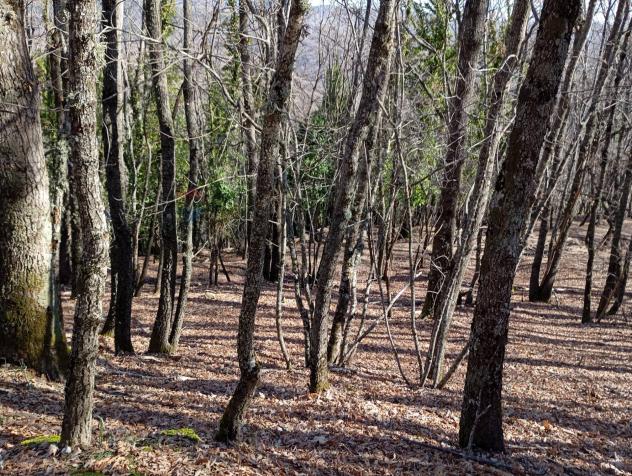 Terreno in vendita a Santa Domenica Vittoria - Foto 7