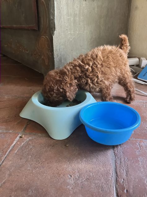 Barboncino - Foto 4
