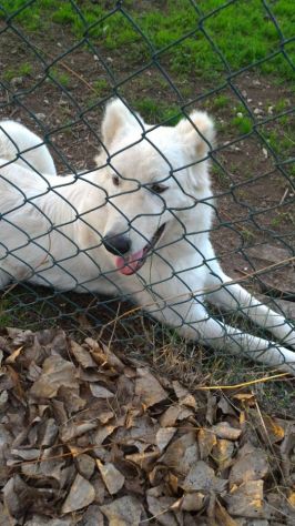 GIGIO, cucciolone buonissimo - Foto 4